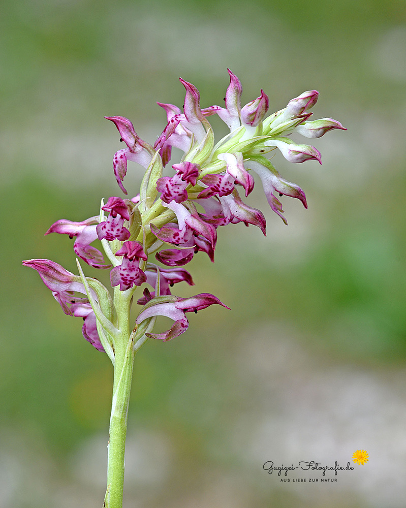 Wanzenknabenkraut (Anacamptis coriophora)