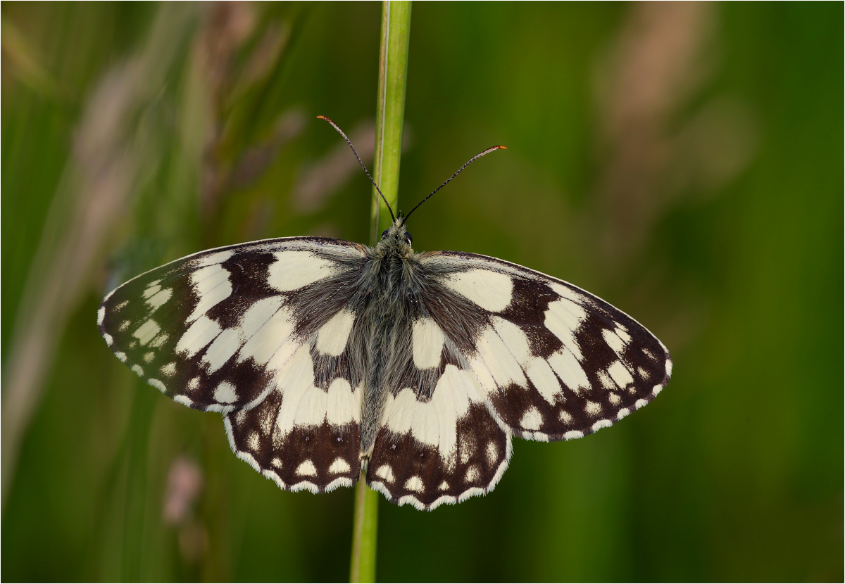 Schachbrettfalter (Melanargia galathea)