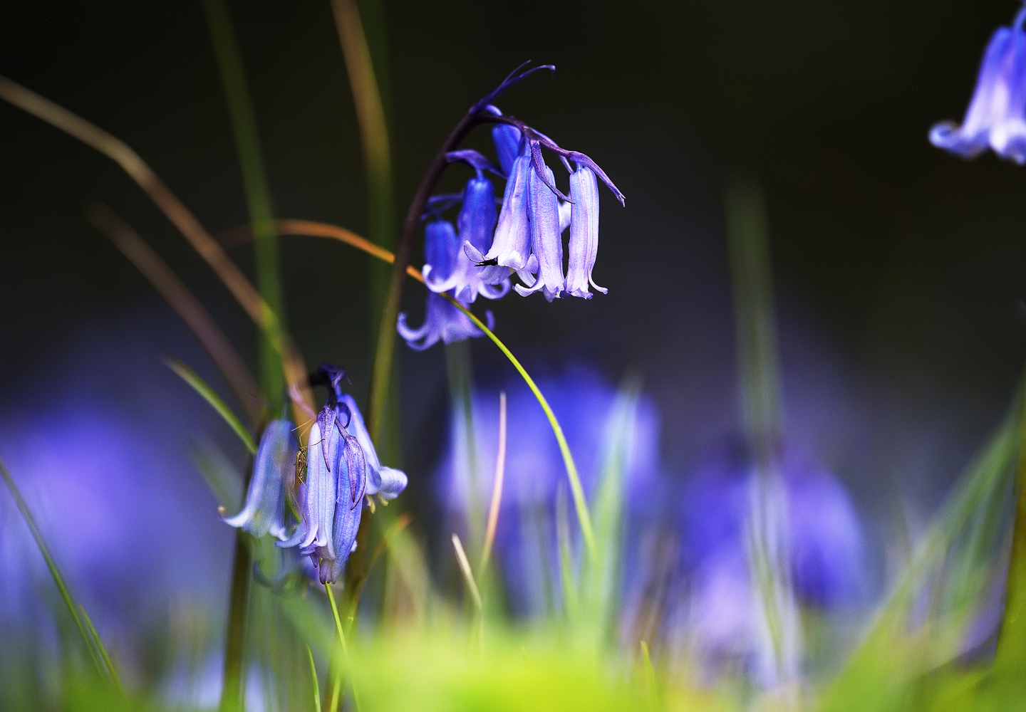 Bluebells