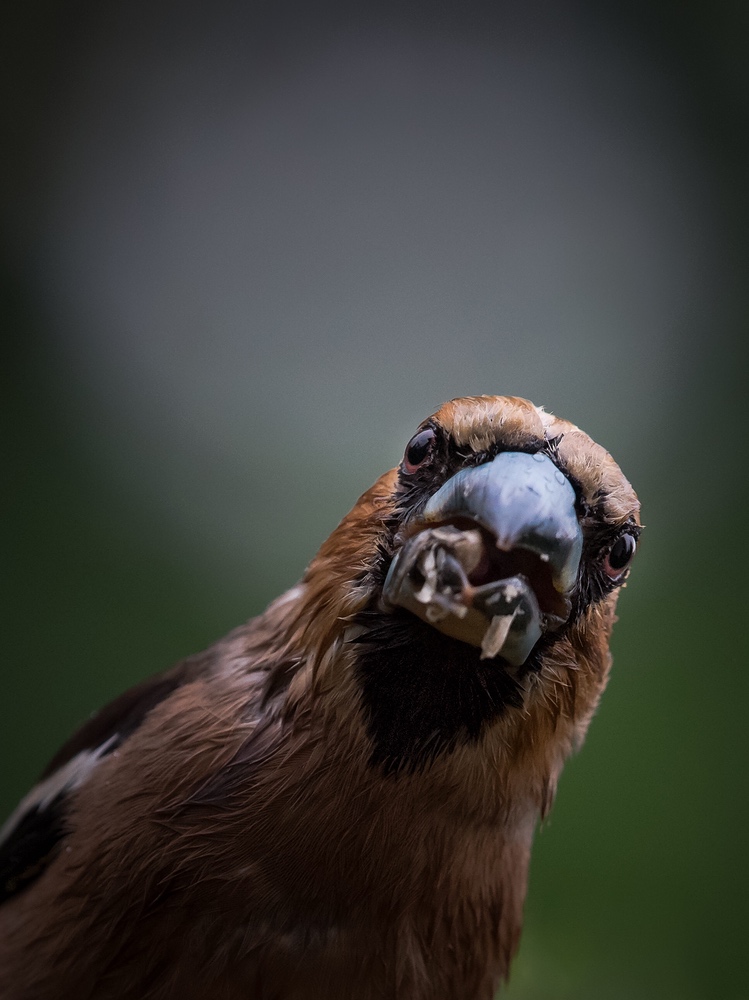 " Sir Lancelot Hawfinch "