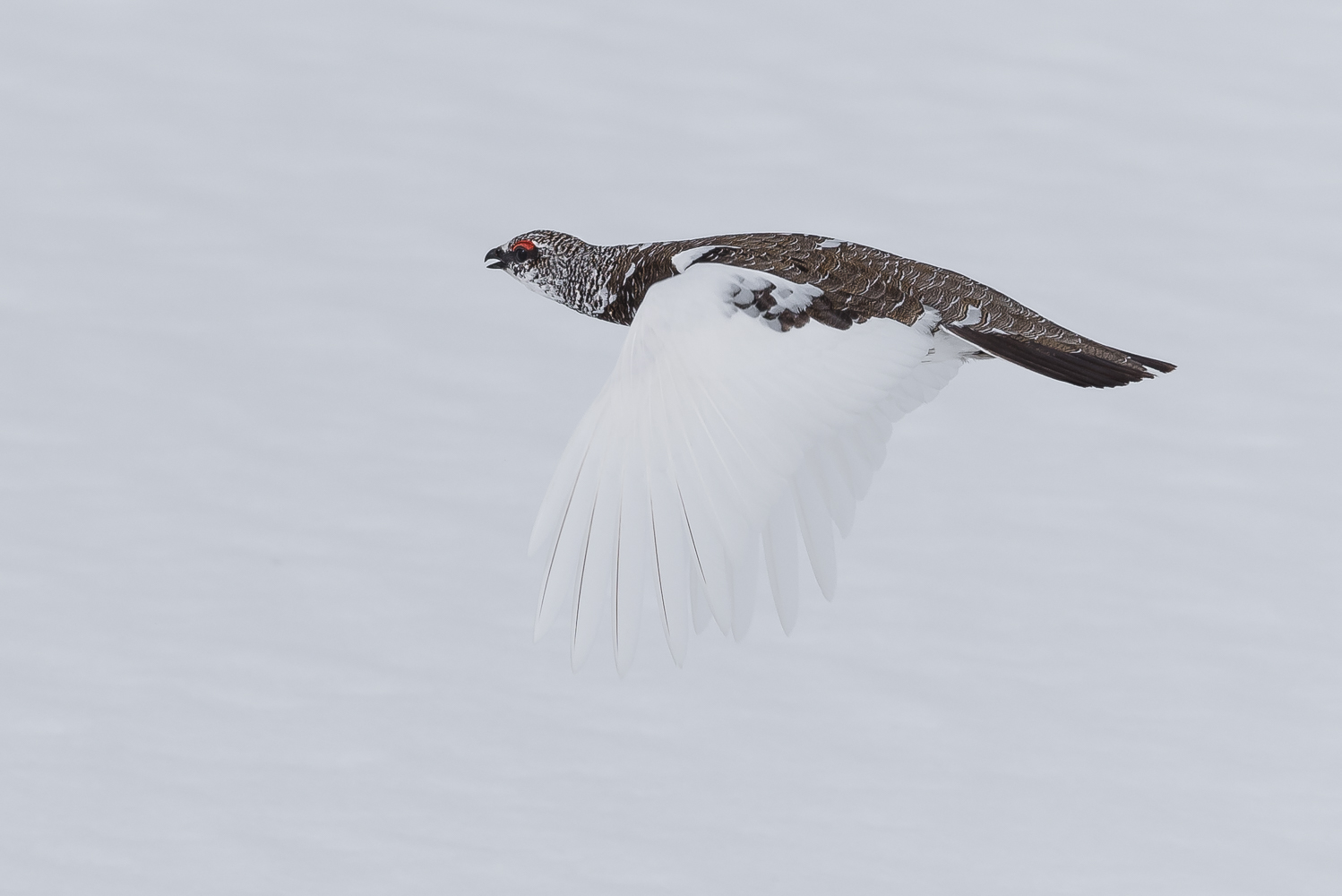 Im Vorbeiflug