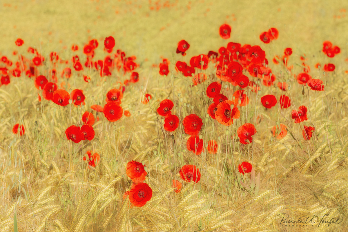 Mohnblumen-Herz (Forum für Naturfotografen)