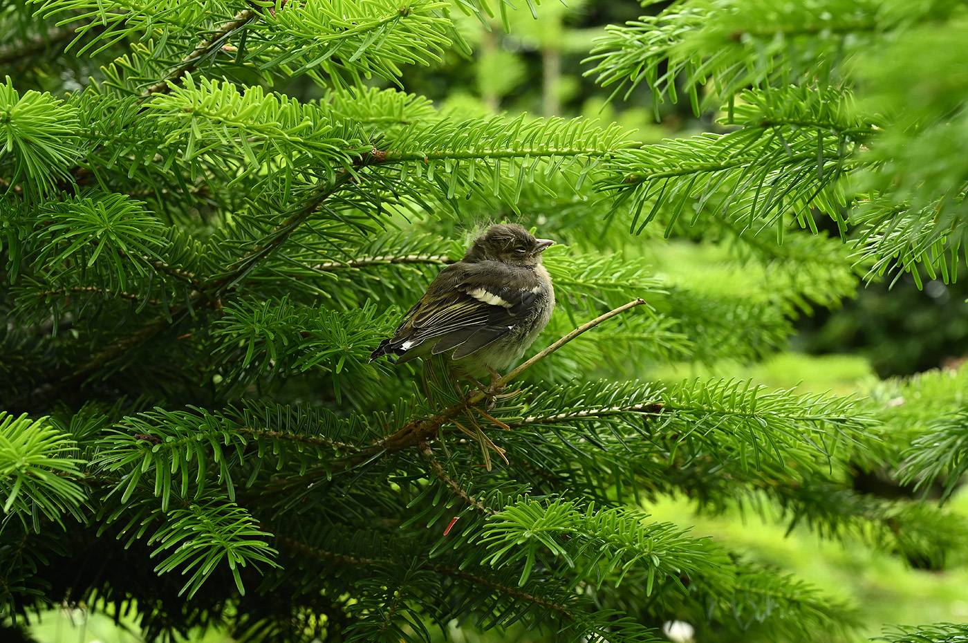 Aus dem Nest gefallen