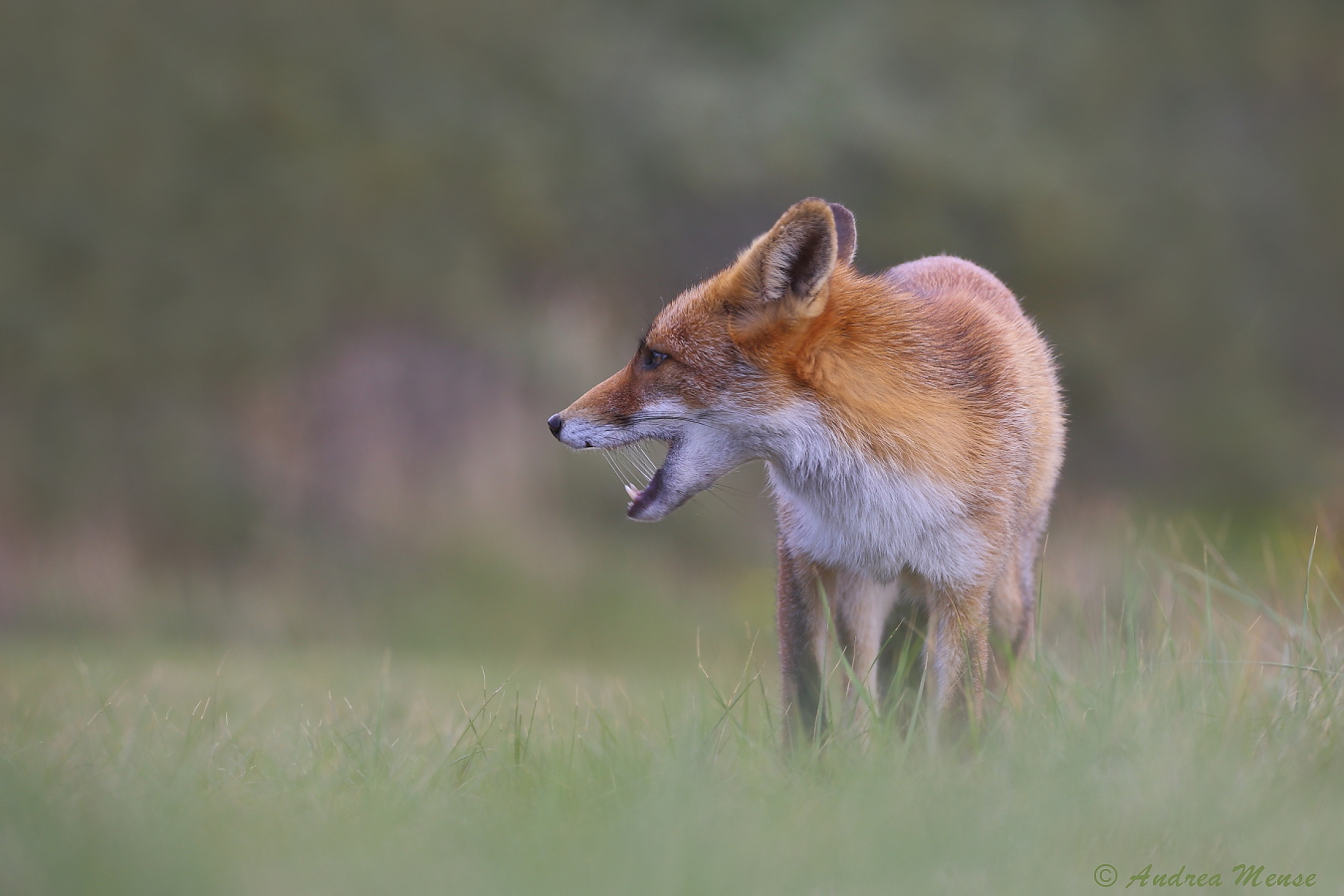 Rotfuchs - Vulpes vulpes