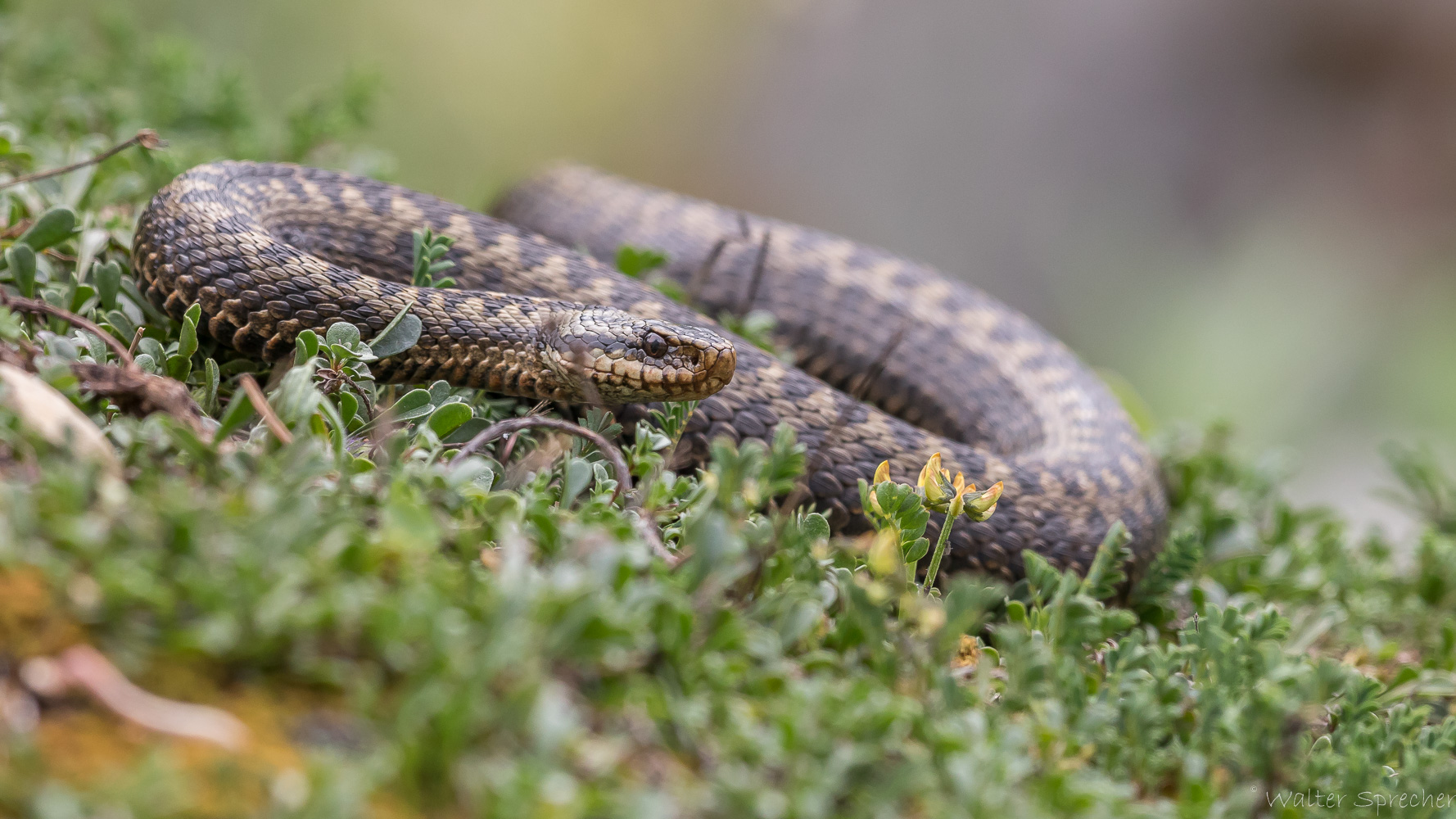 Vipera berus