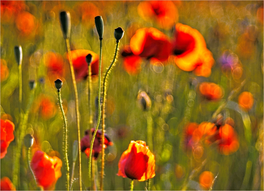 leuchtender Klatschmohn