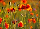 leuchtender Klatschmohn