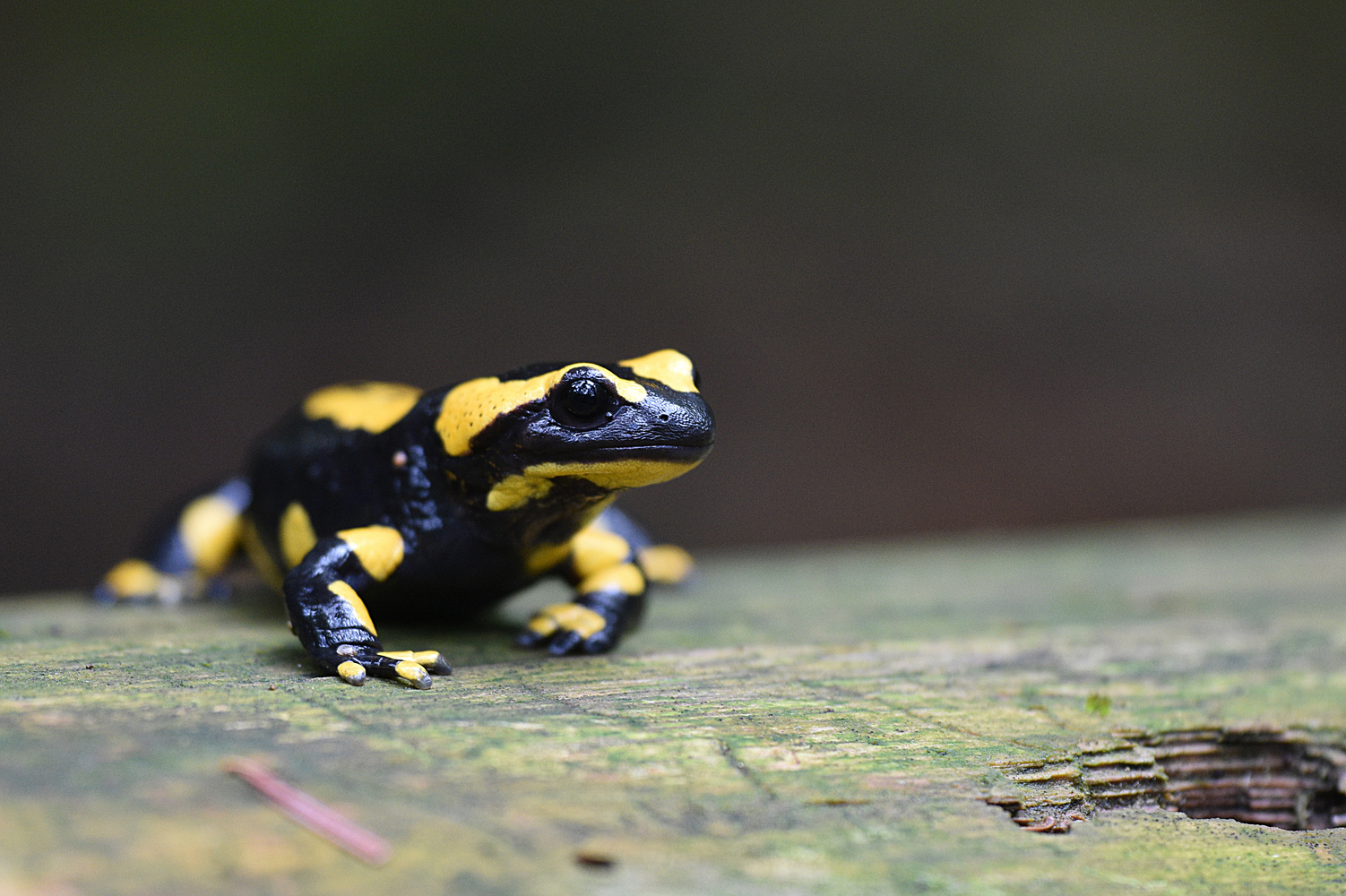 Feuersalamander (salamandra salamandra)