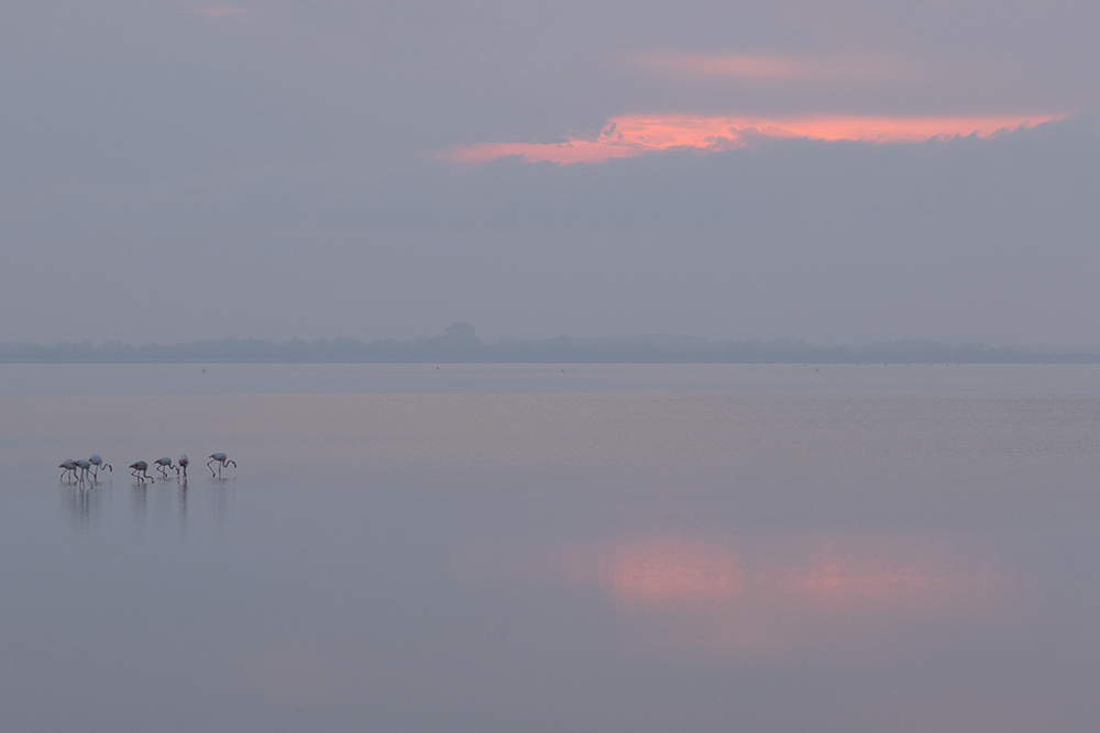 in der Camargue