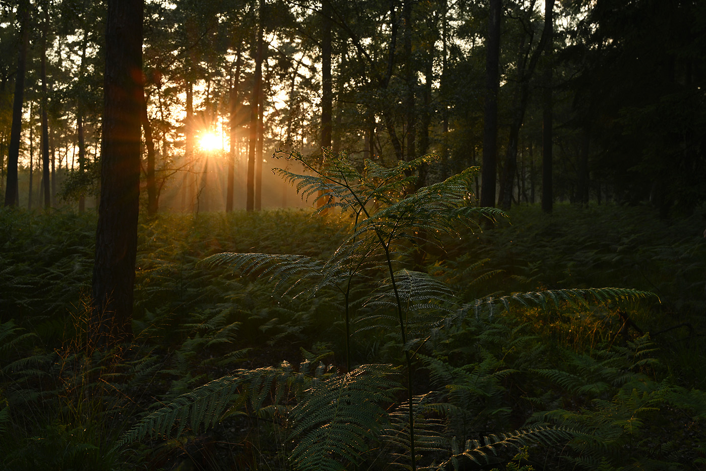 Sonnenuntergang im Kiefernbestand