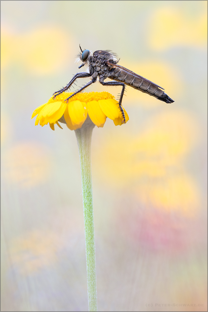 Barbarossa-Fliege (Eutolmus rufibarbis)