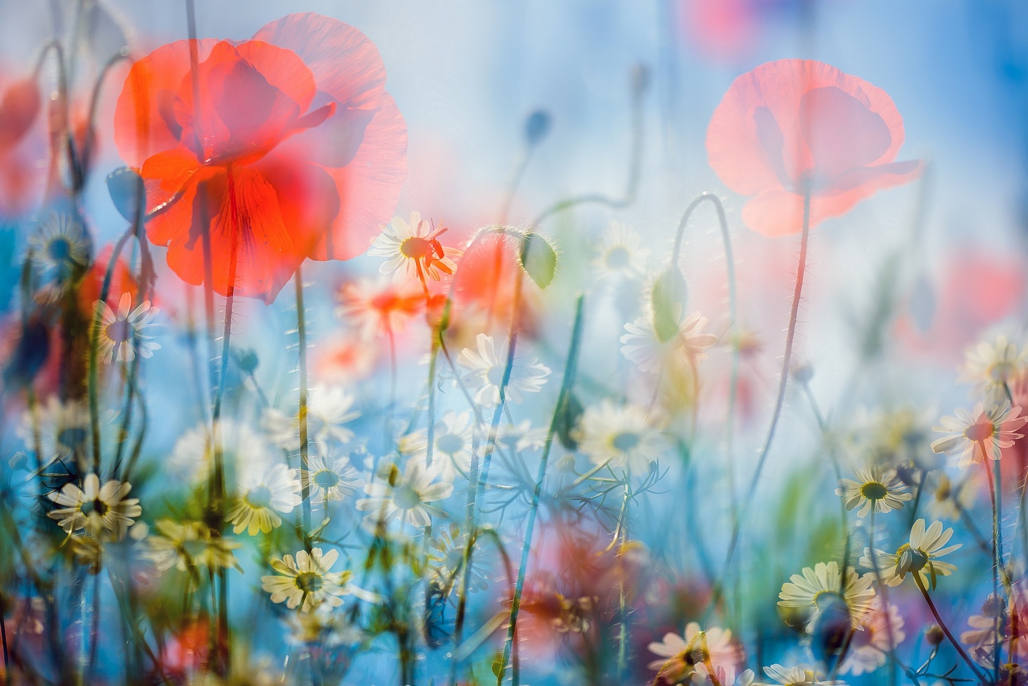 Mittendrin in der Sommerblumenwiese