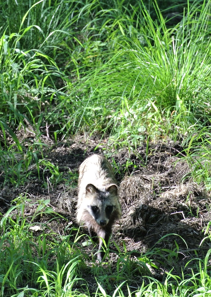 Marderhund