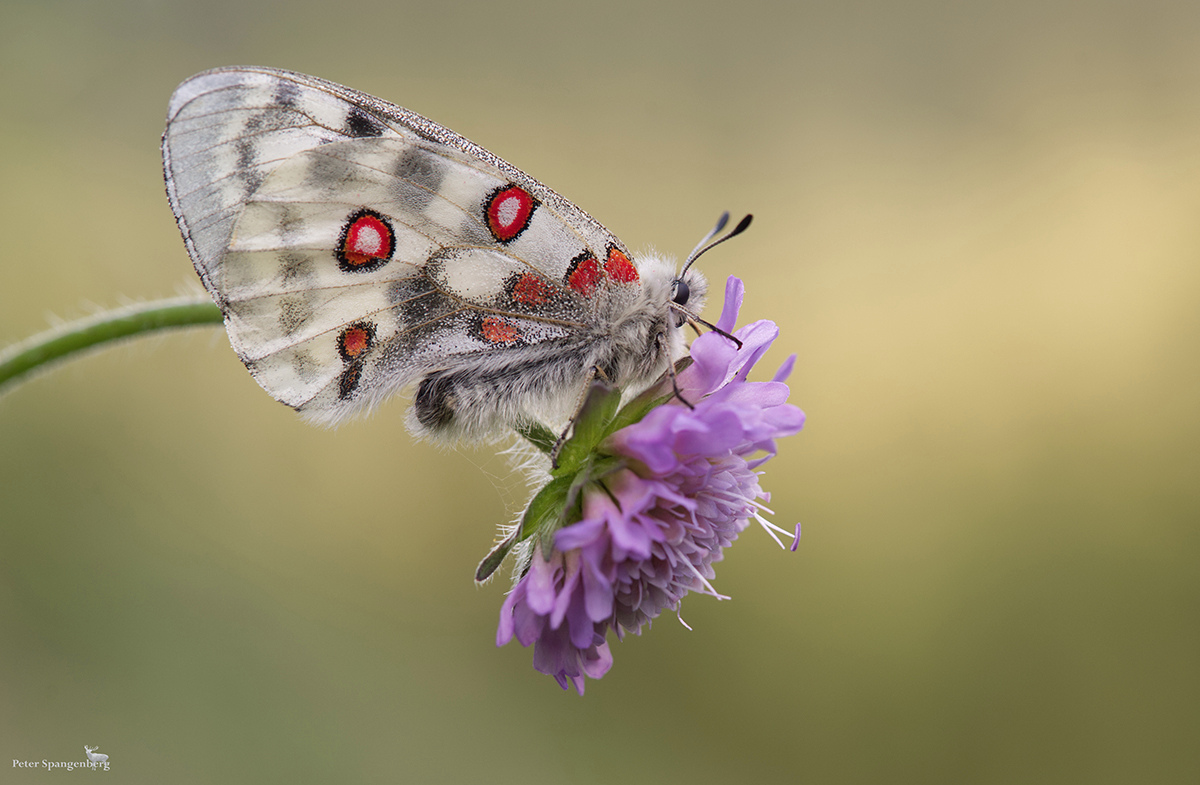 Roter Apollo (Parnassius apollo)