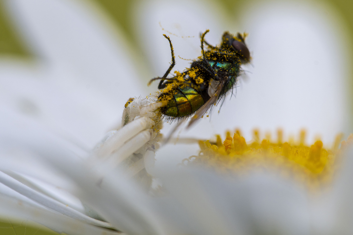 Krabbenspinne mit Beute