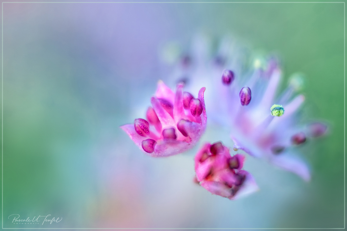 Florale Stielaugen