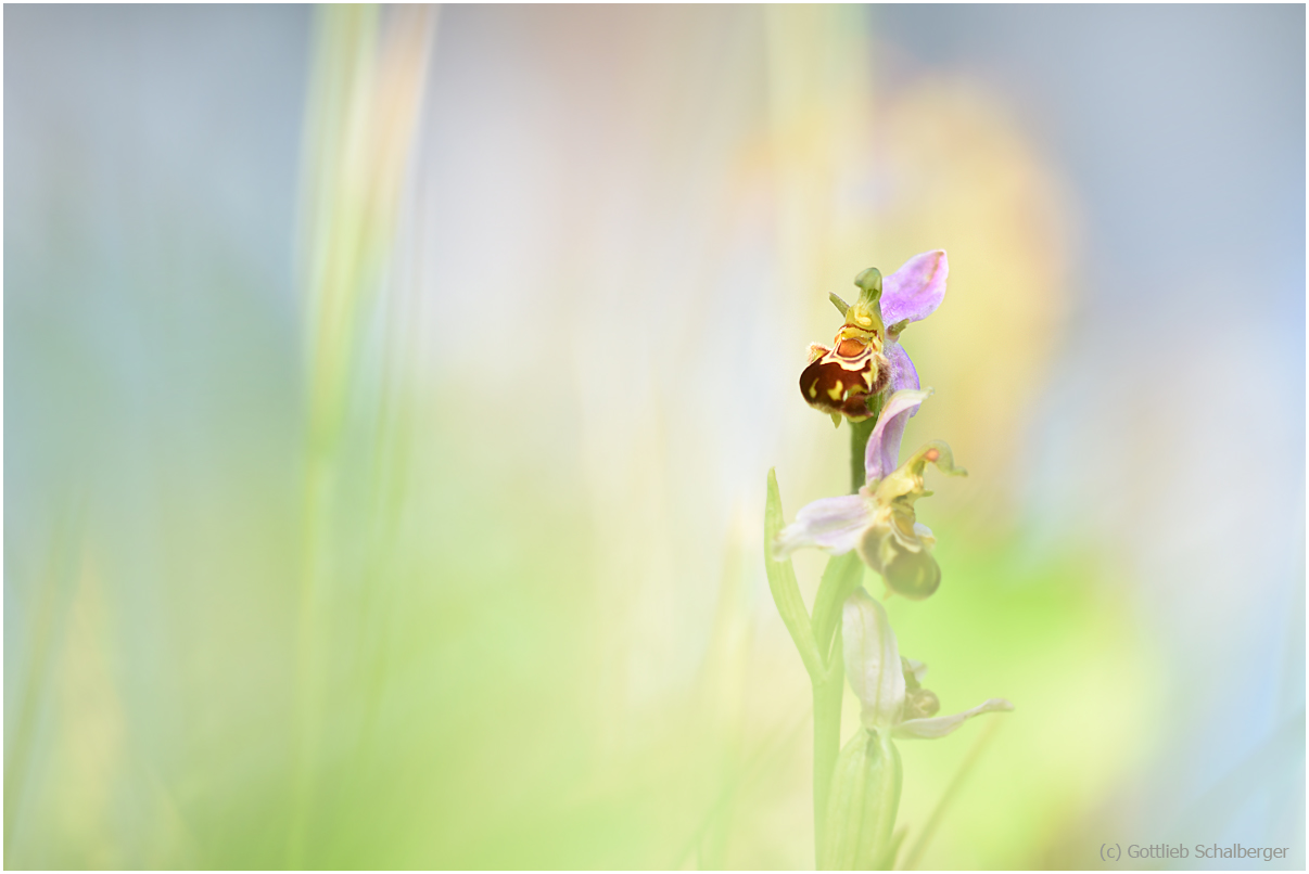 Ophrys apifera