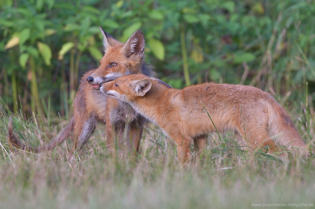 ~ Familie Fuchs ~