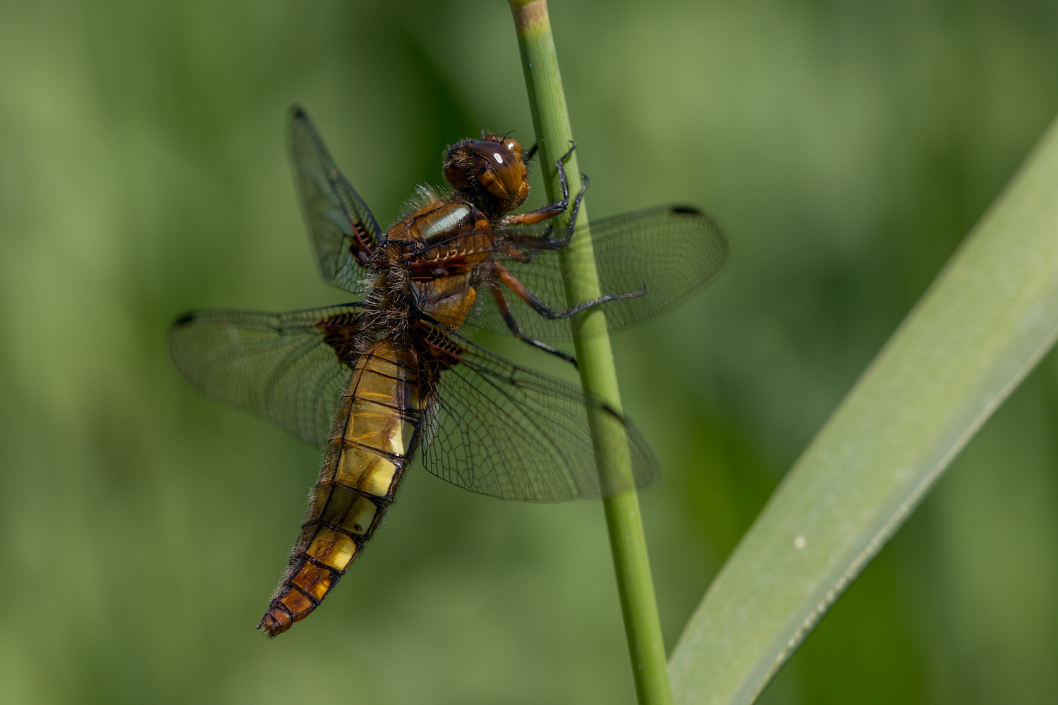 Plattbauch (Weibchen)