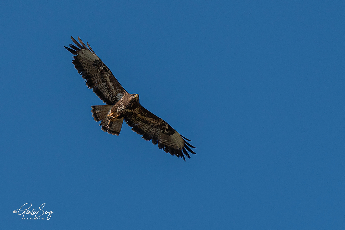 Bussard mit Fang