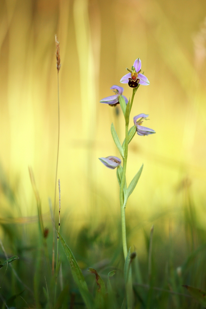 Bienen-Ragwurz (Ophrys apifera)
