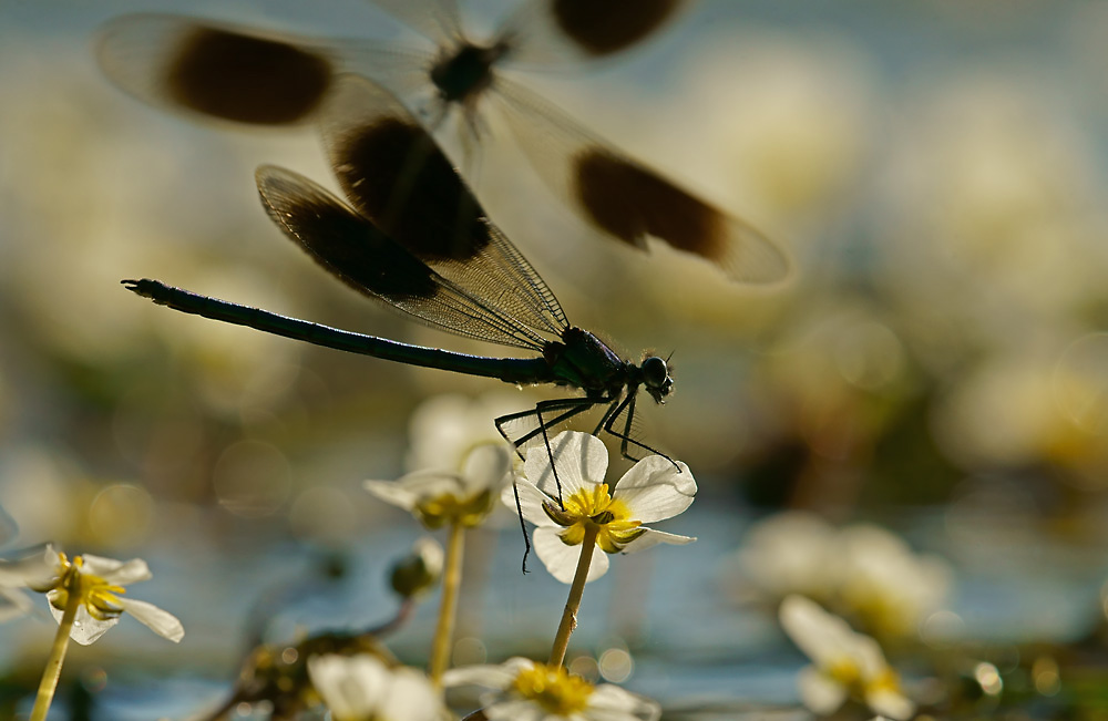 Im Anflug