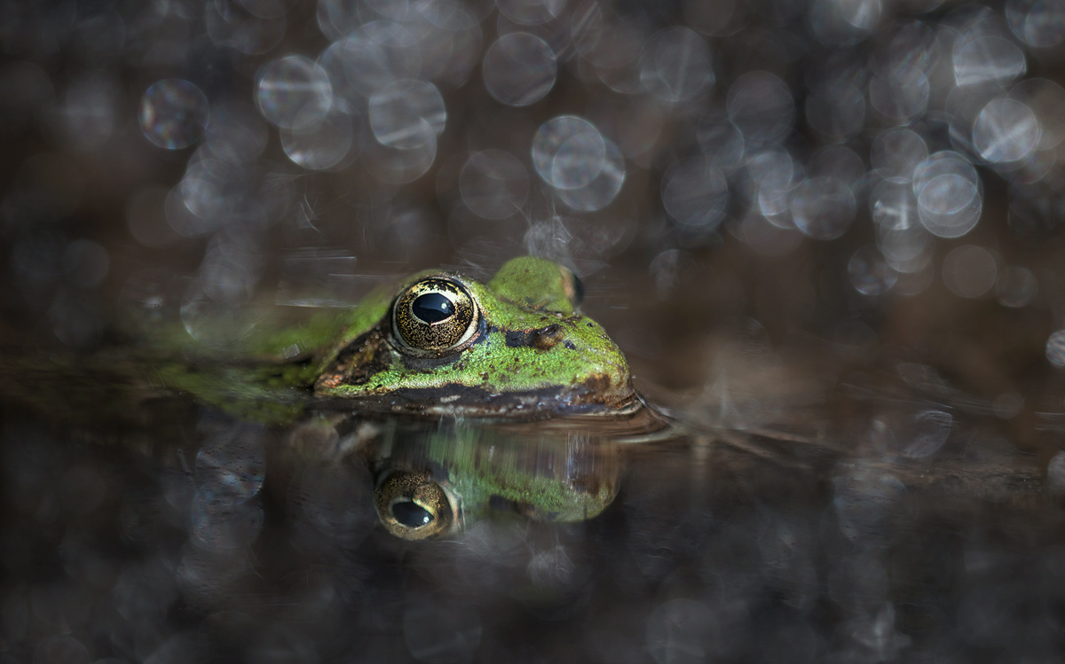 Der Froschkönig....