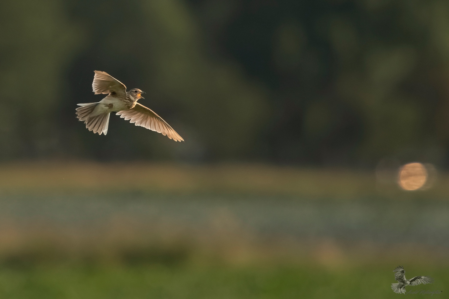Sing(k)Flug der Feldlerche
