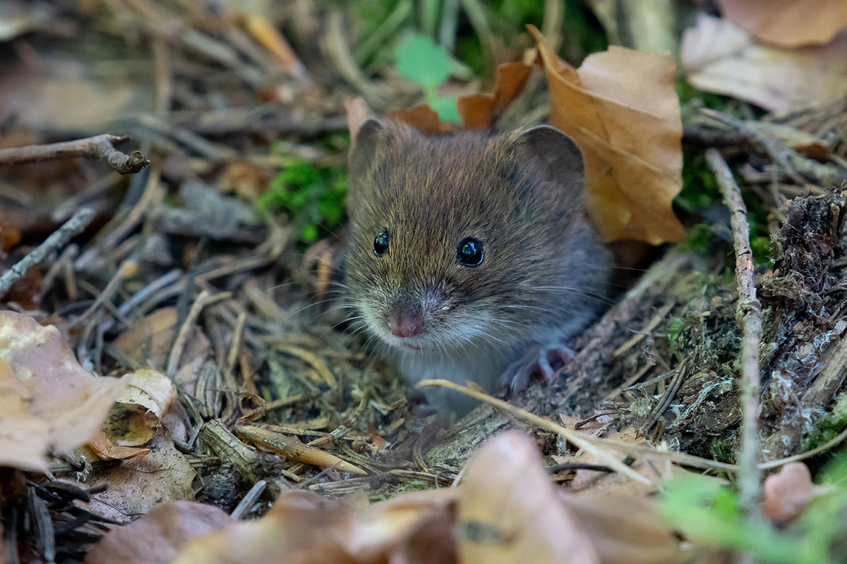 Maus schaut aus dem Sommerloch