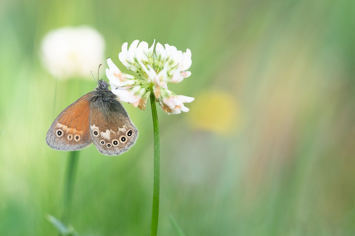 Großes Wiesenvögelchen (Forum für Naturfotografen)