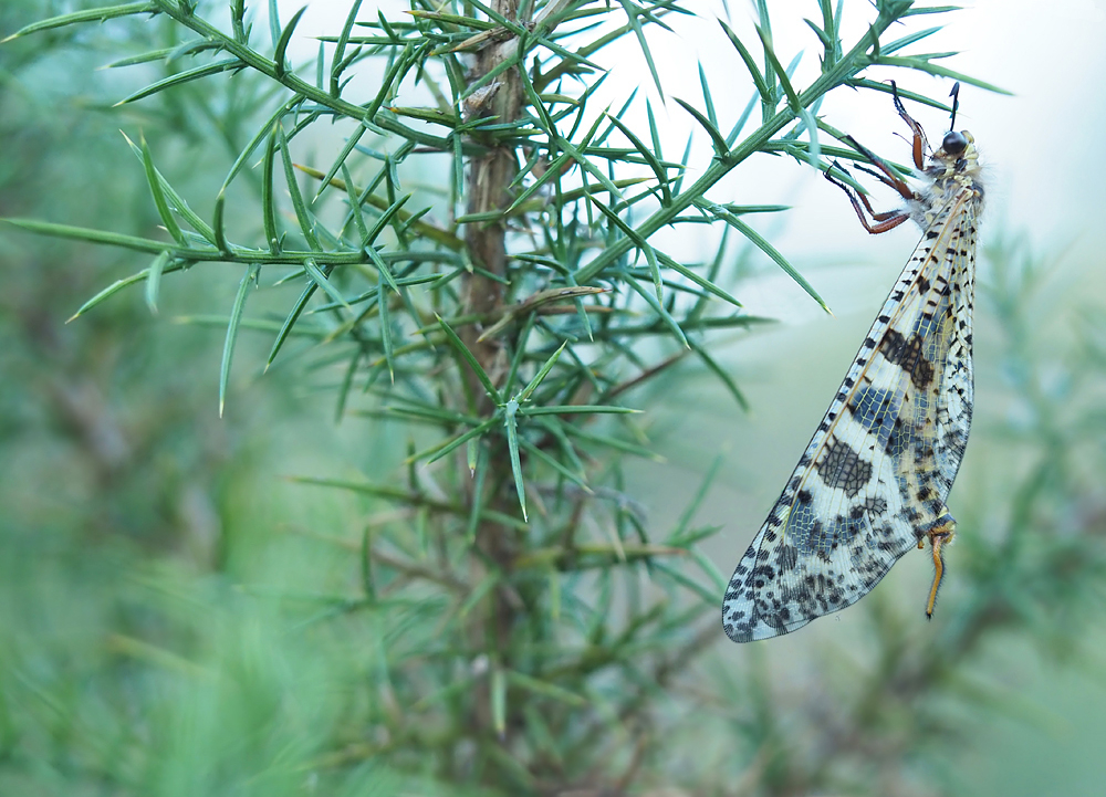 Libellenähnliche Ameisenjungfer (Palpares libelluloides)