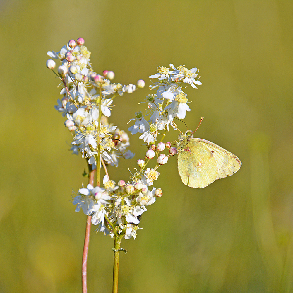 Goldene Acht auf Mädesüß