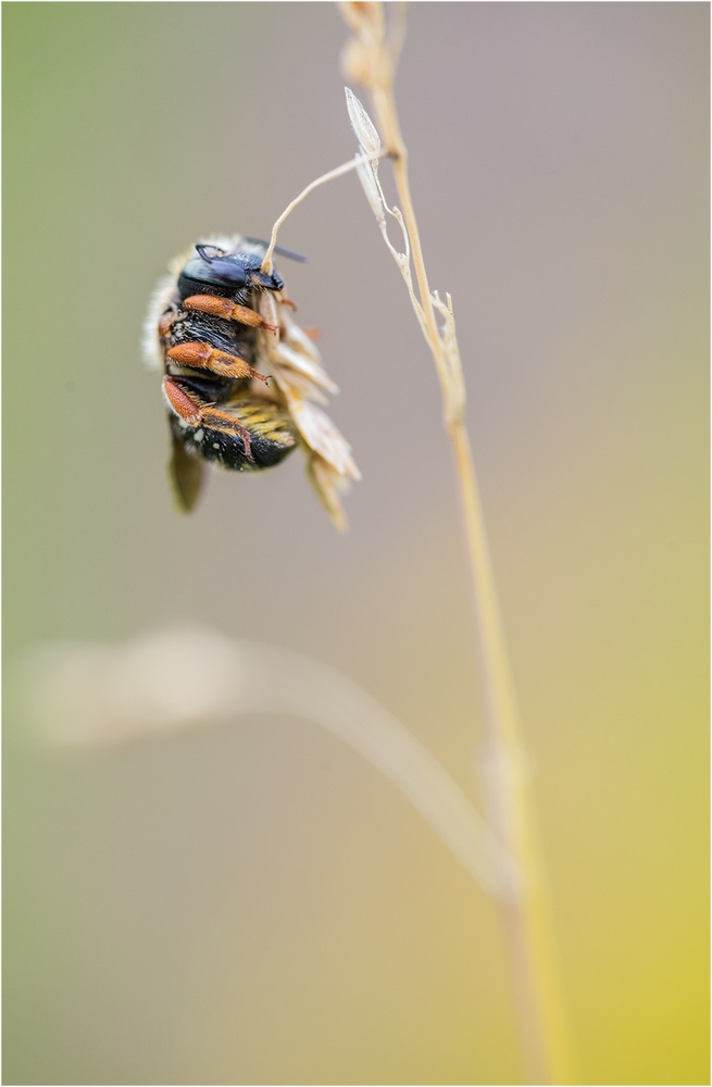 Kleine Wollbiene