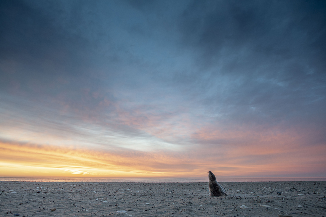 Einsamer Seehund