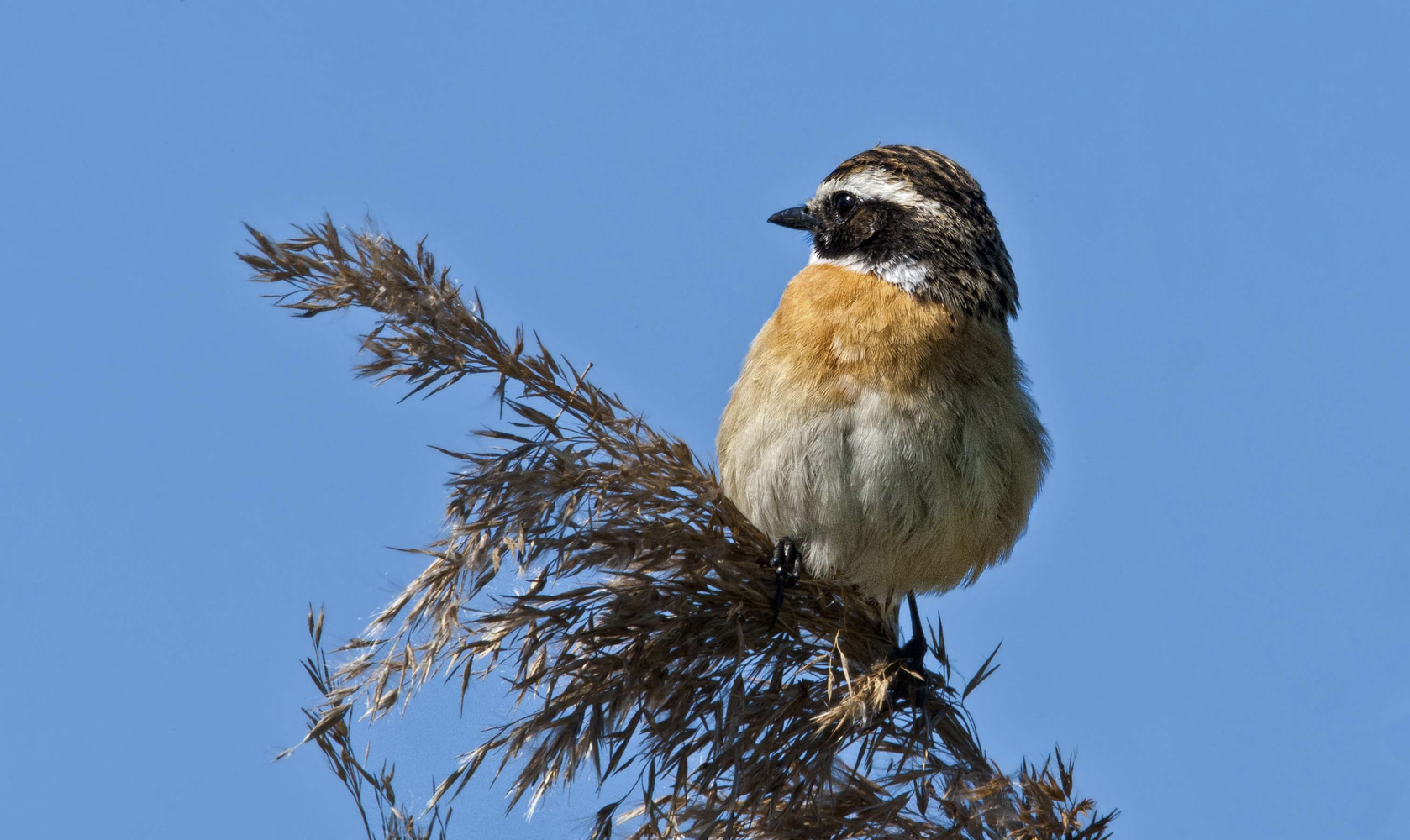 piepmatz (Forum für Naturfotografen)