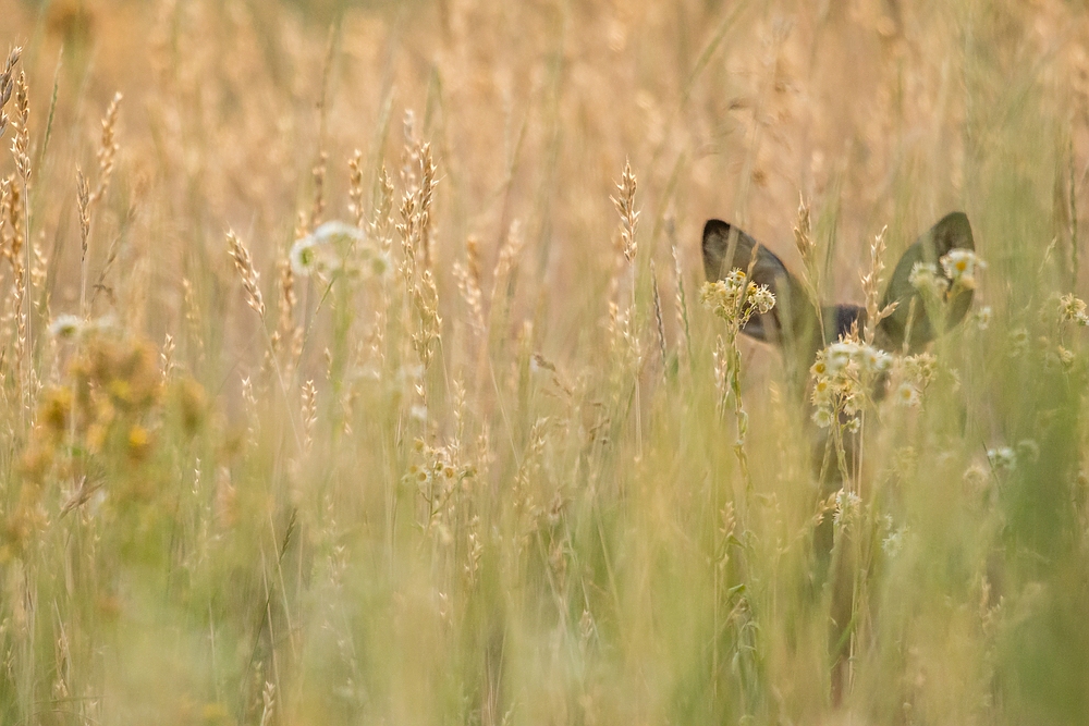 "...mein Sommerbild..."