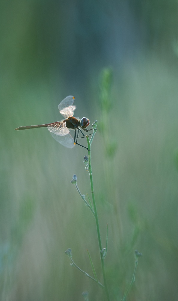 Heidelibelle am Morgen