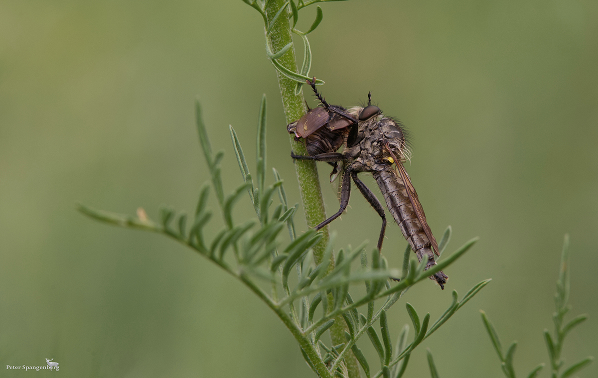 Kerbzangen-Raubfliege (Dysmachus fuscipennis) mit Beute
