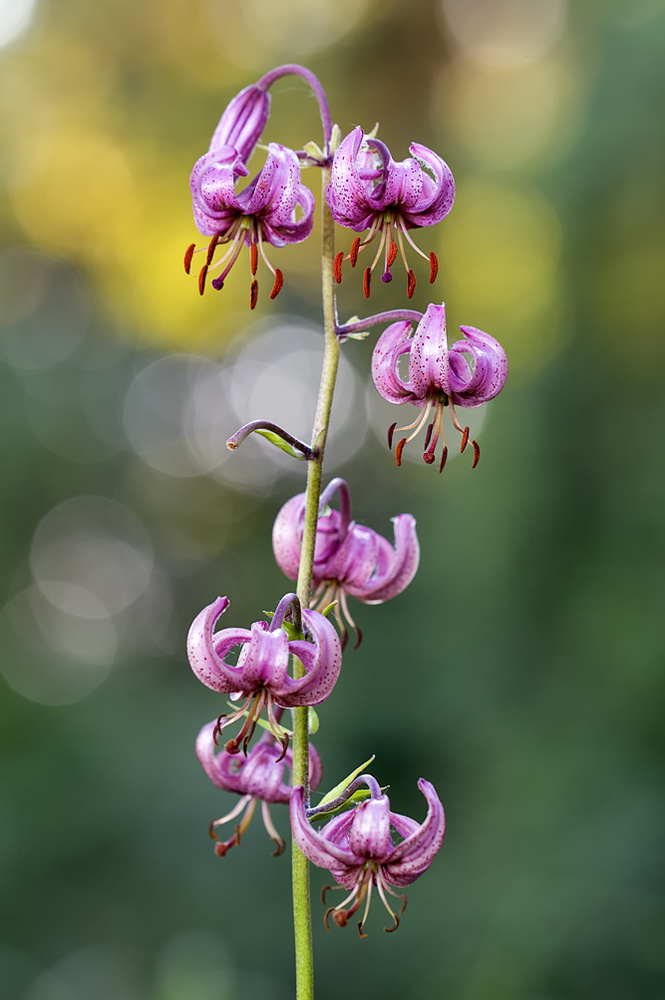 Lilium martagon (Forum für Naturfotografen)