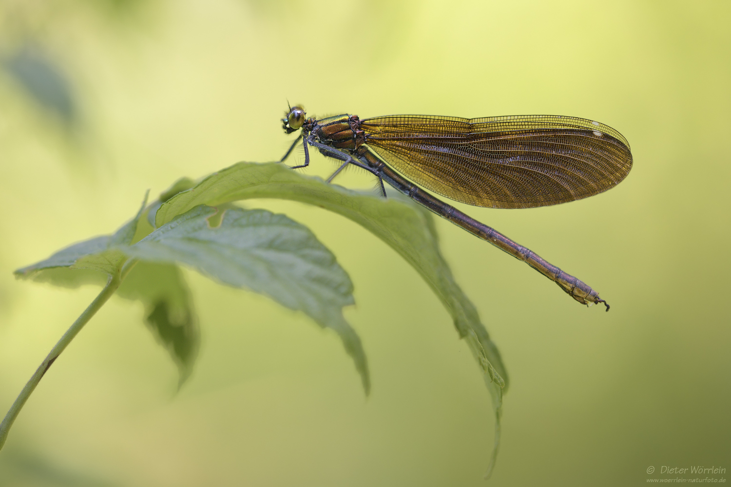 Blauflügel Prachtlibelle