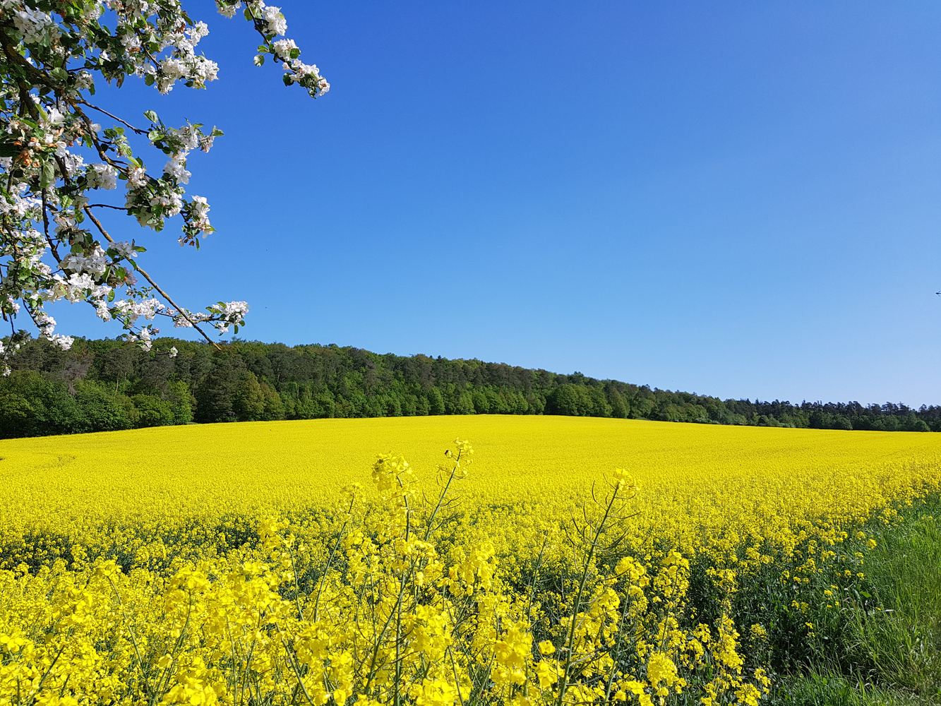 Rapsfeld (Forum für Naturfotografen)