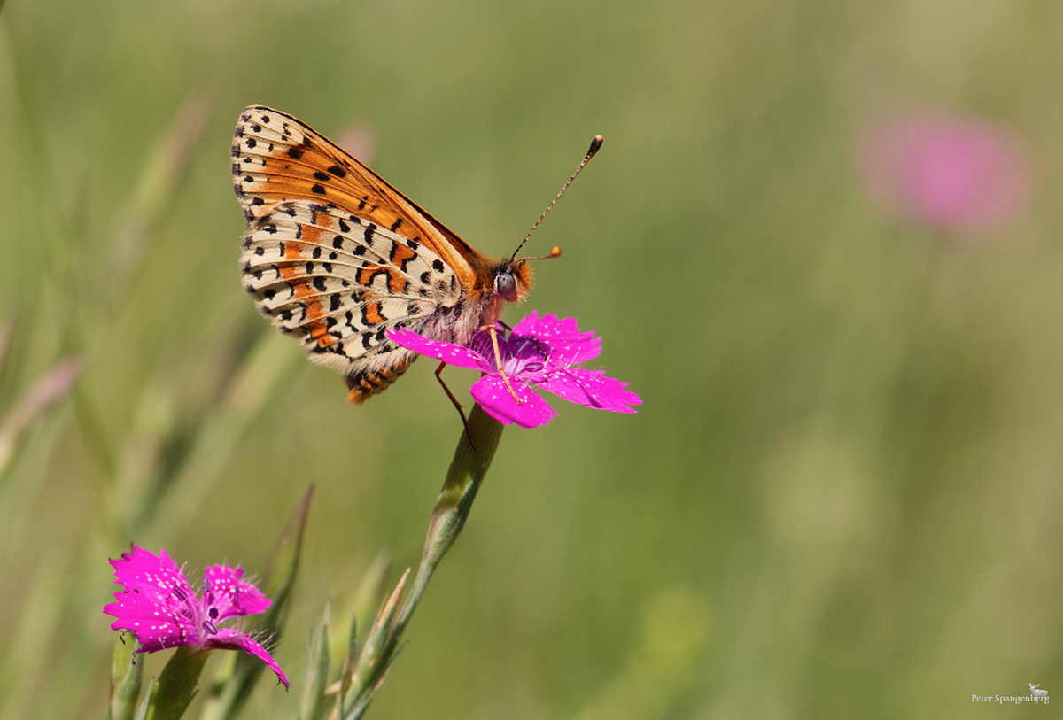 Roter Scheckenfalter (Melitaea didyma)