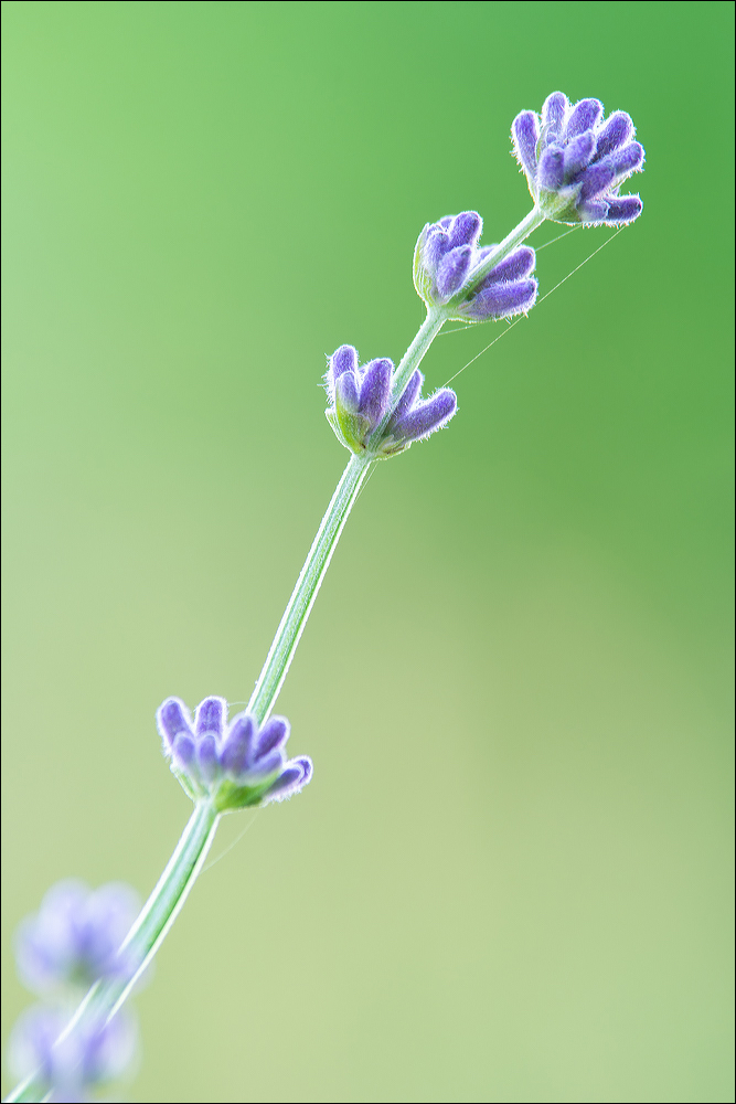 °°° Grün und Blau °°°