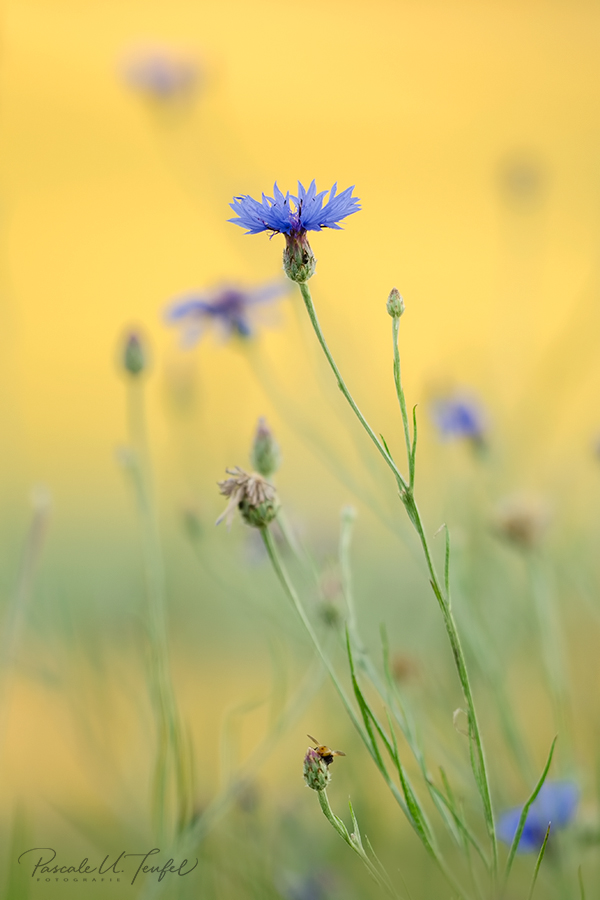 Die blaue Grazie vor dem Kornfeld