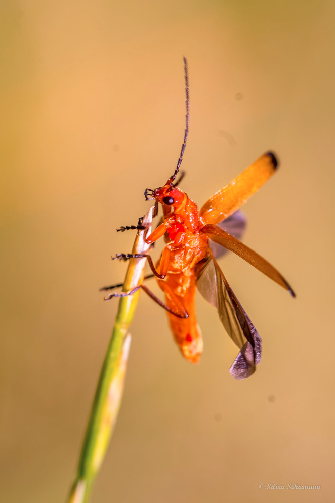 Roter Weichkäfer