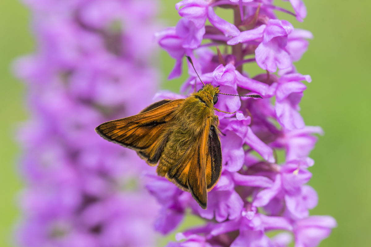 Rostfarbiger Dickkopffalter auf Orchidee