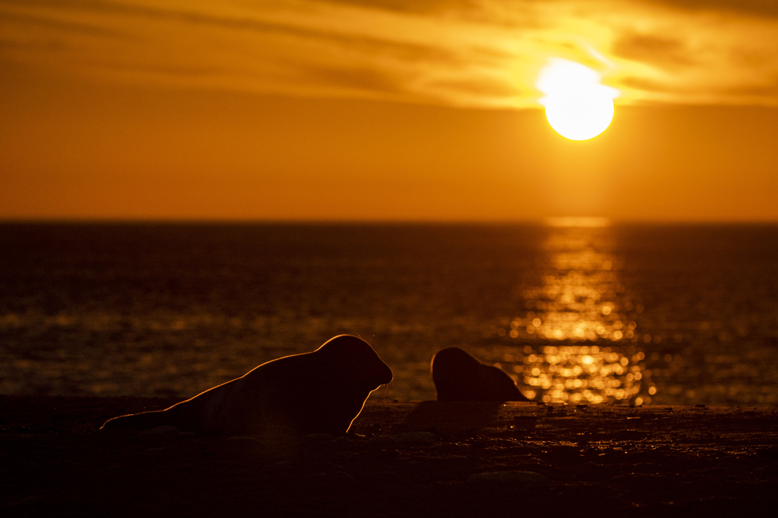 Düne am Abend