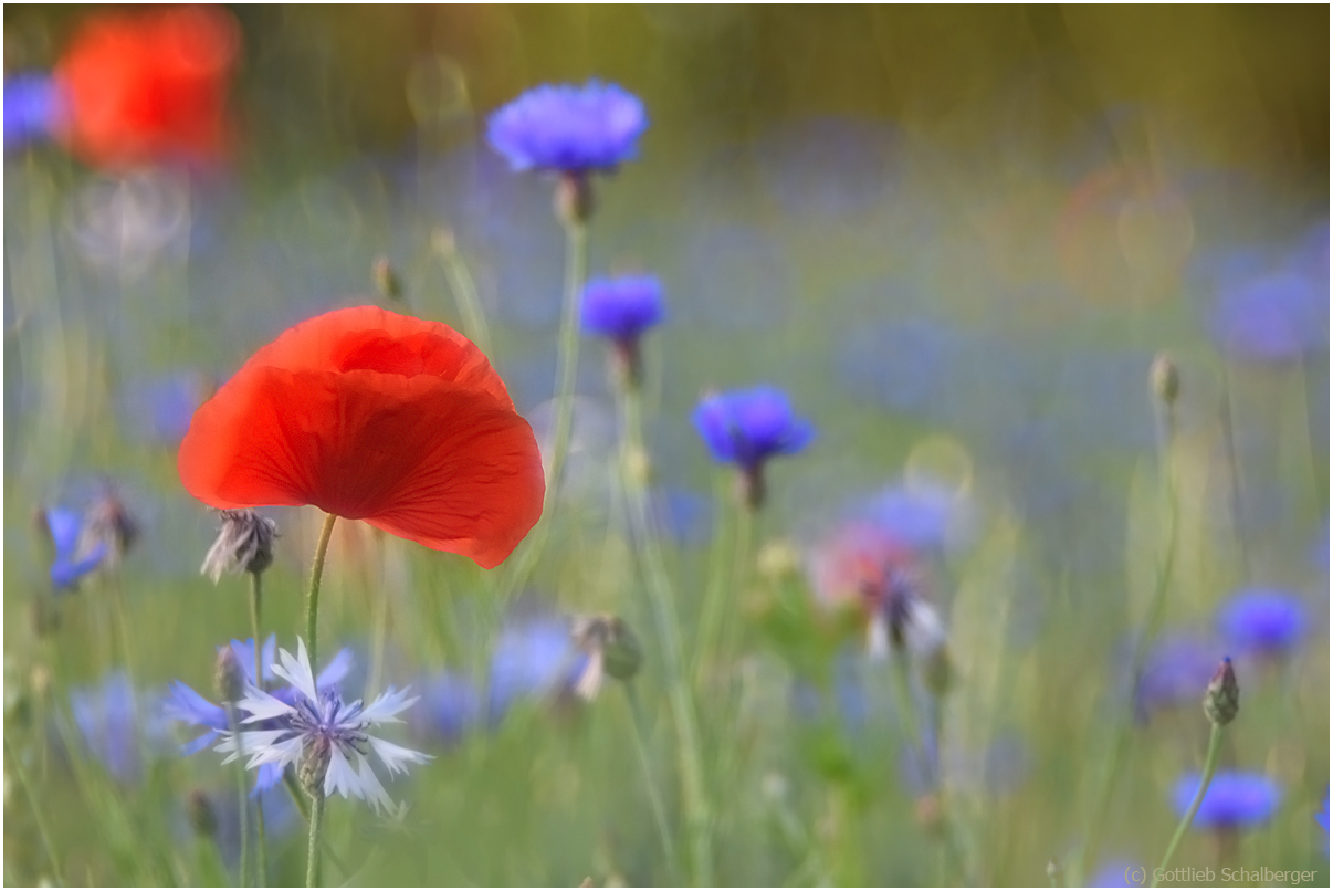 Sommerfarben