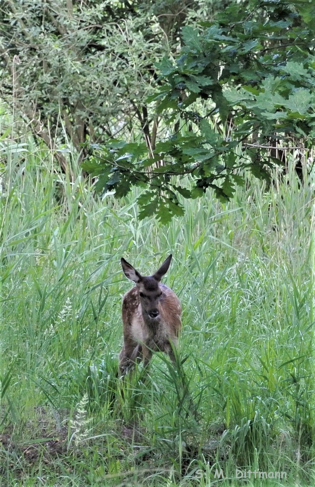 Das Kalb von meinem "Suchbild"