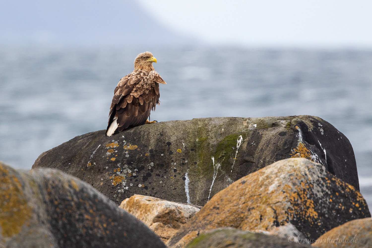 Seeadler